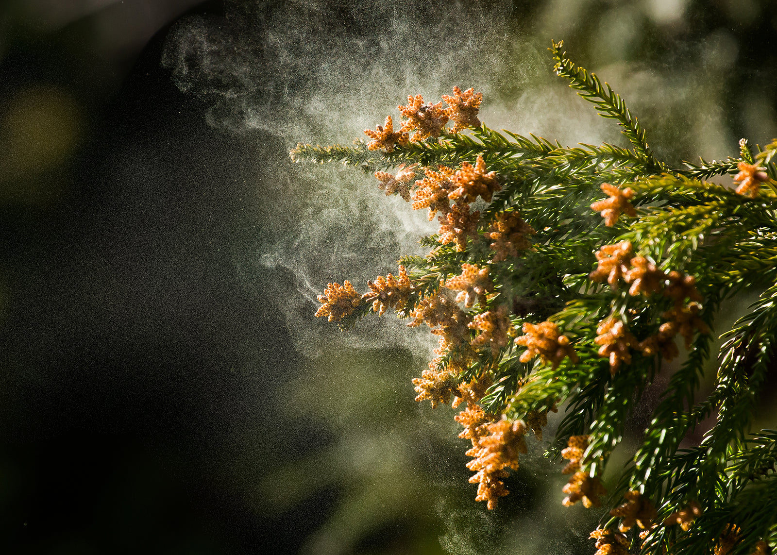 What does a CADR rating mean?